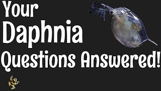 Daphnia Questions Answered [upl. by Yzzo45]