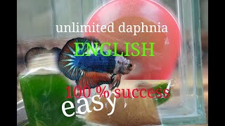 daphnia moina culture Easy way Unlimited production English  with sub Green water Chlorella [upl. by Hnamik]