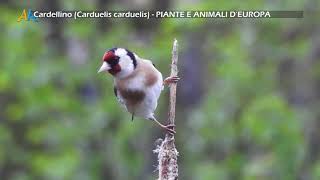 Cardellino Carduelis carduelis  PIANTE E ANIMALI D’EUROPA [upl. by Sutelc]