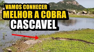 ALGUMAS CURIOSIDADES SOBRE A COBRA CASCAVEL [upl. by Ellevel785]