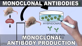 Monoclonal Antibodies and its Production [upl. by Gower432]