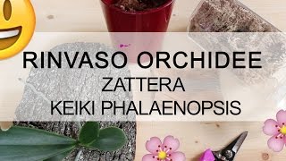 Rinvaso Orchidea  Zattera Phalaenopsis keiki [upl. by Arbba]