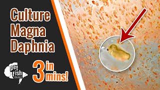 How to culture DAPHNIA MAGNA  The easy way [upl. by Ferreby]