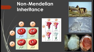 NonMendelian Inheritance [upl. by Farrington674]