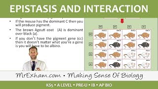 Inheritance Pt4  Epistasis and interaction  Post 16 Biology A Level PreU IB AP Bio [upl. by Artep]