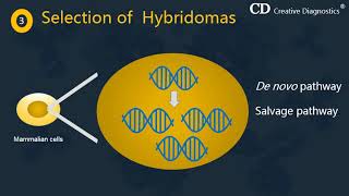 Production of Monoclonal Antibodies by Hybridoma Technology  Creative Diagnostics [upl. by Sampson625]