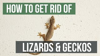 How to Get Rid of Lizards amp Geckos 4 Easy Steps [upl. by Laroy]