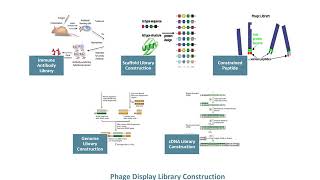 Phage Display Technology  Creative Biolabs Updated Version [upl. by Aika580]