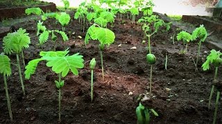 How to grow a forest in your backyard  Shubhendu Sharma [upl. by Loriner]