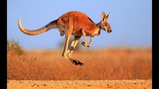 Kangaroo  Australian Kangaroos Documentary Kangaroo Life [upl. by Bobbee]