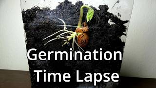 Germination Of A Seed Time Lapse [upl. by Lamont392]