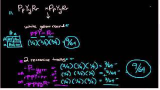 Mendelian probabilities  epistasis and trihybrid cross [upl. by Nipahc]