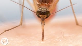 How Mosquitoes Use Six Needles to Suck Your Blood  Deep Look [upl. by Bigod]