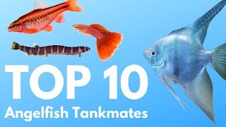 Angelfish Tankmates 10 Fish You Can Keep with Angelfish [upl. by Aihtyc275]