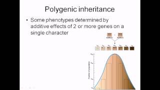 Polygenic inheritance [upl. by Arlyn]