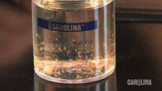 How to Care for Daphnia [upl. by Akinahc]