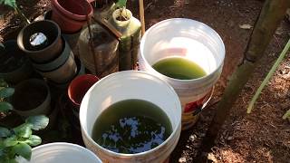 How to grow Green Water Algae [upl. by Ran]