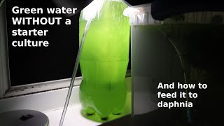 Green Water WITHOUT a Starter Culture  From Scratch  How To [upl. by Anifad]