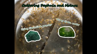 How To Culture Daphnia and Moinas using Green Water Spirulina powder [upl. by Ardaed]