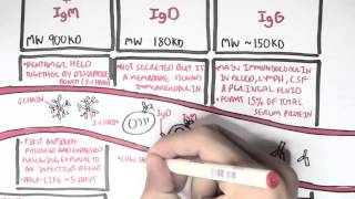 Immunology  Antibodies Function [upl. by Rhyne]