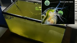 Raising Daphnia for the Freshwater Aquarium [upl. by Isherwood]