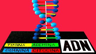 Como hacer una MAQUETA del ADN bonito y fácil [upl. by Sucrad534]