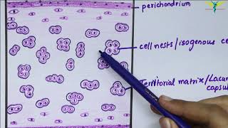 Histology of Hyaline Cartilage [upl. by Mirella]