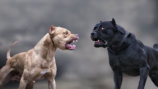 Cane Corso VS Pitbull  Highlights 101 [upl. by Llenrad717]