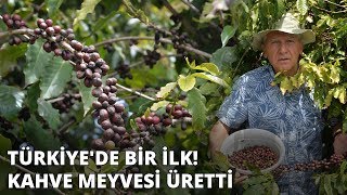 Türkiyede bir ilk Kahve meyvesi üretti [upl. by Trovillion]