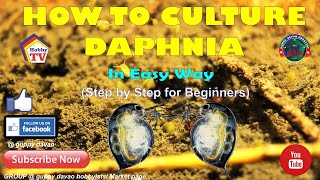 HOW TO CULTURE DAPHNIA In Easy Way [upl. by Yttam]