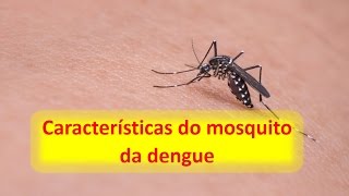 Características do Mosquito da Dengue [upl. by Kcorb]