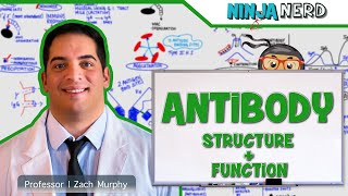 Immunology  Antibody Structure amp Function [upl. by Jann]